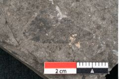 Foto (Detailansicht) von Zizyphus paradisiacus Unger (NHMW-GEO-2024-0188-8028)